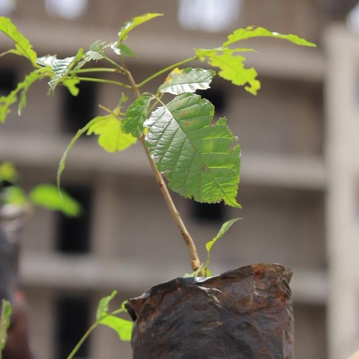 Climate action in Africa